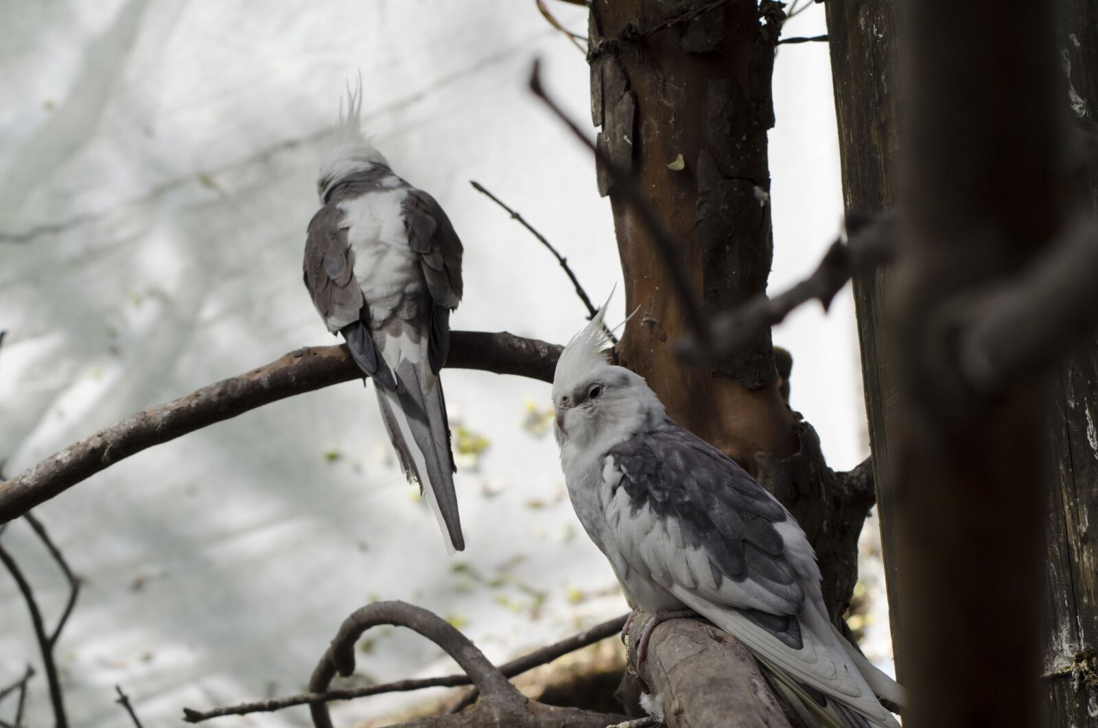 Nikon D5100 sample photo. Animal, animals, birds photography