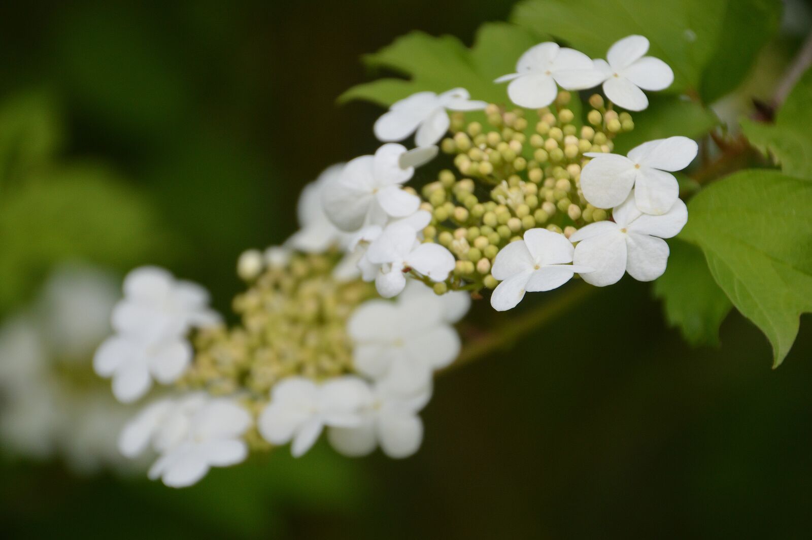Nikon D3200 sample photo. Honeysuckle, cranberry highbush, viburnum photography