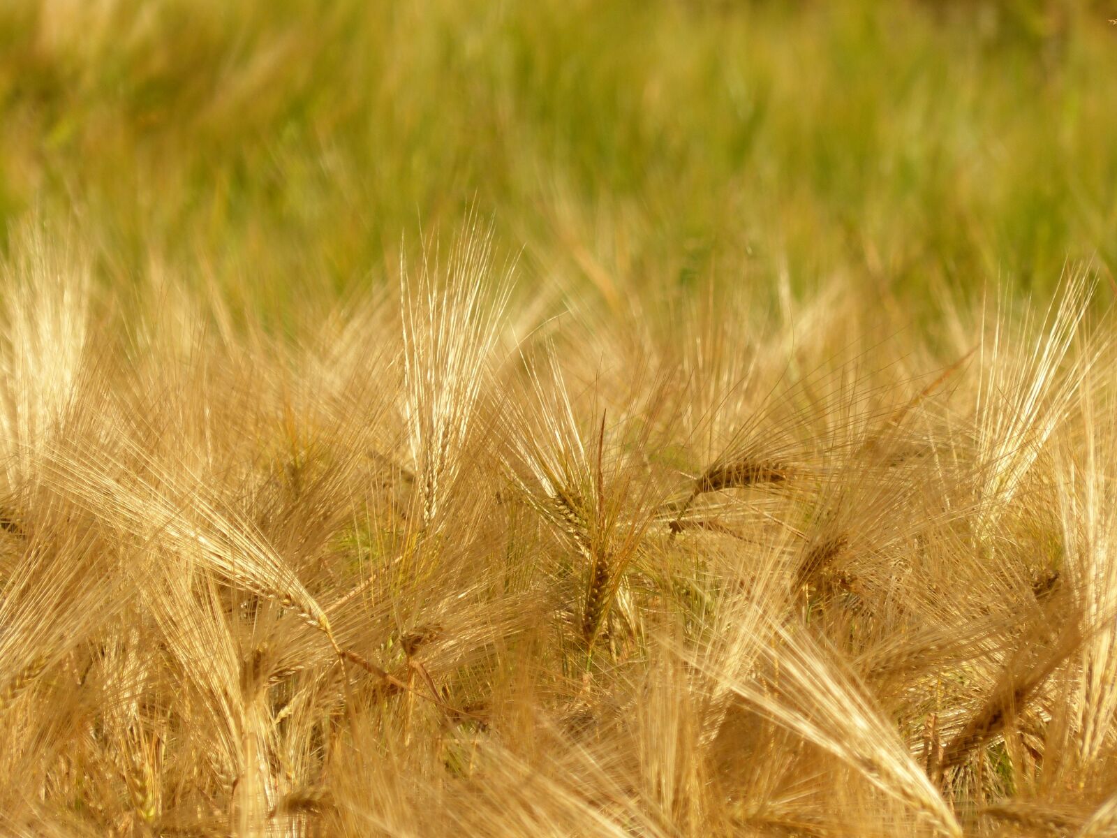 Panasonic Lumix DMC-FZ200 sample photo. Barley, cereals, cornfield photography