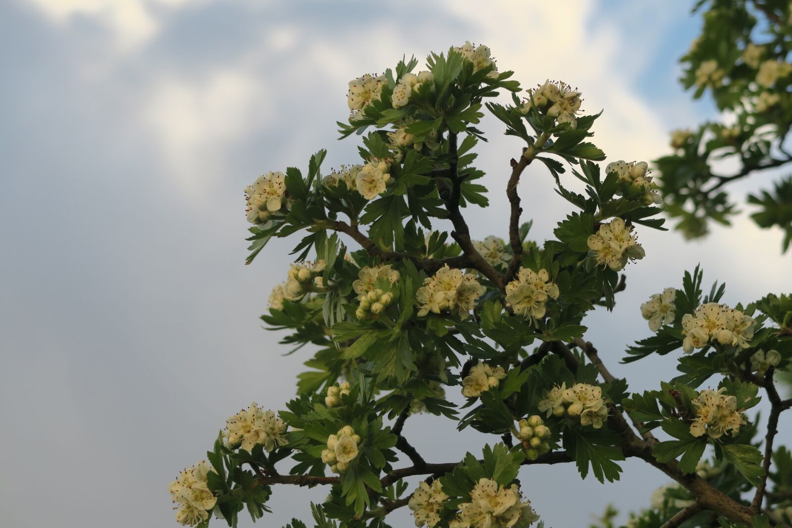 Canon PowerShot G7 X sample photo. Tree, plant, nature photography