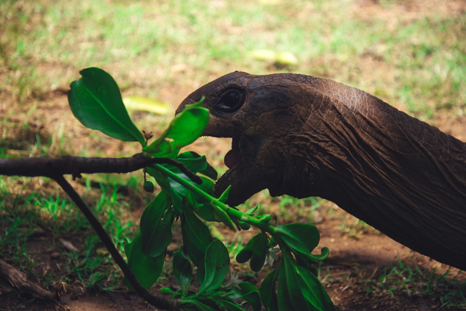 Nikon D7500 sample photo. Turtle, eat, food photography
