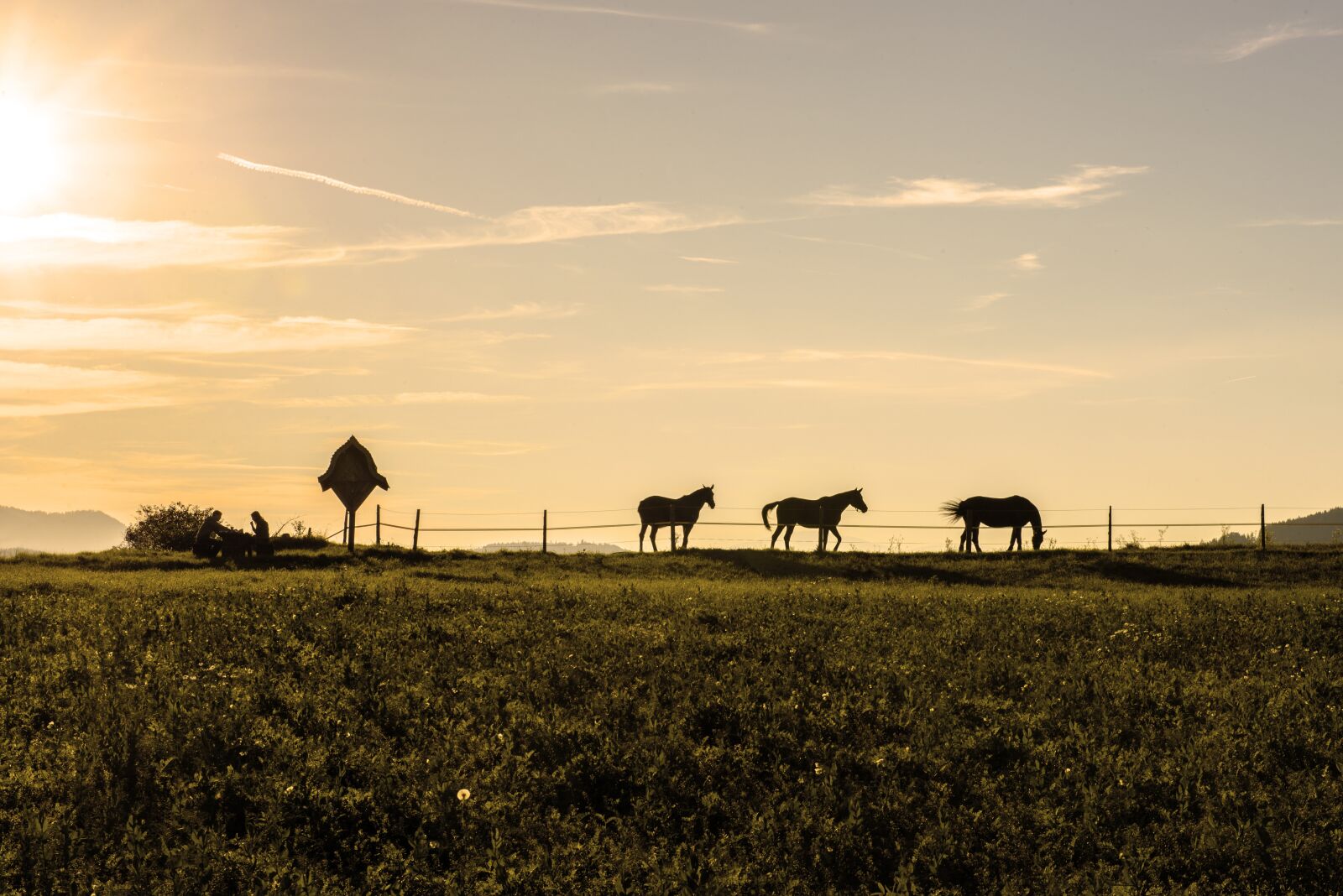 Nikon D610 sample photo. Evening, mood, horses photography