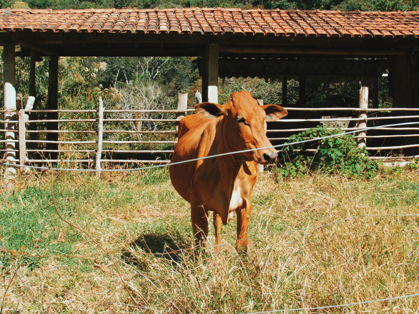 Canon PowerShot SX520 HS sample photo. Boi, cow, rural photography
