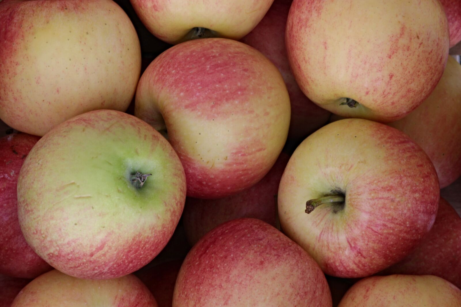 Canon EOS 1100D (EOS Rebel T3 / EOS Kiss X50) sample photo. Apple, fruit, healthy photography