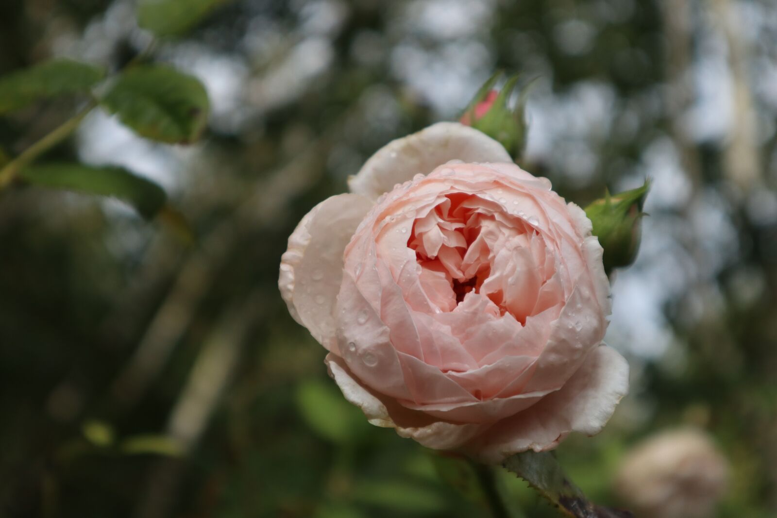 Canon EOS M100 sample photo. Pink, fall, season photography
