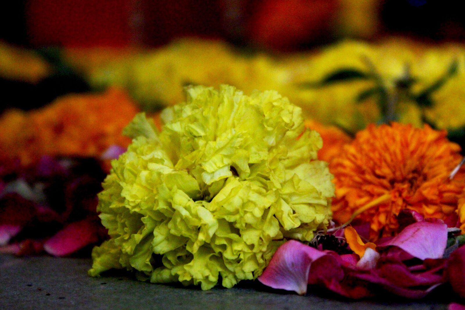 Canon EOS 700D (EOS Rebel T5i / EOS Kiss X7i) sample photo. Yellow flower, sunflower, flowers photography