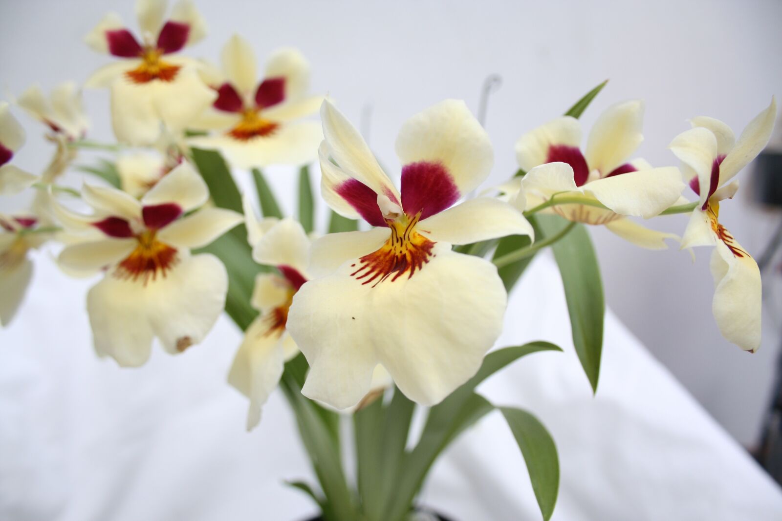 Canon EOS 350D (EOS Digital Rebel XT / EOS Kiss Digital N) sample photo. Flower, flowers, orchid photography