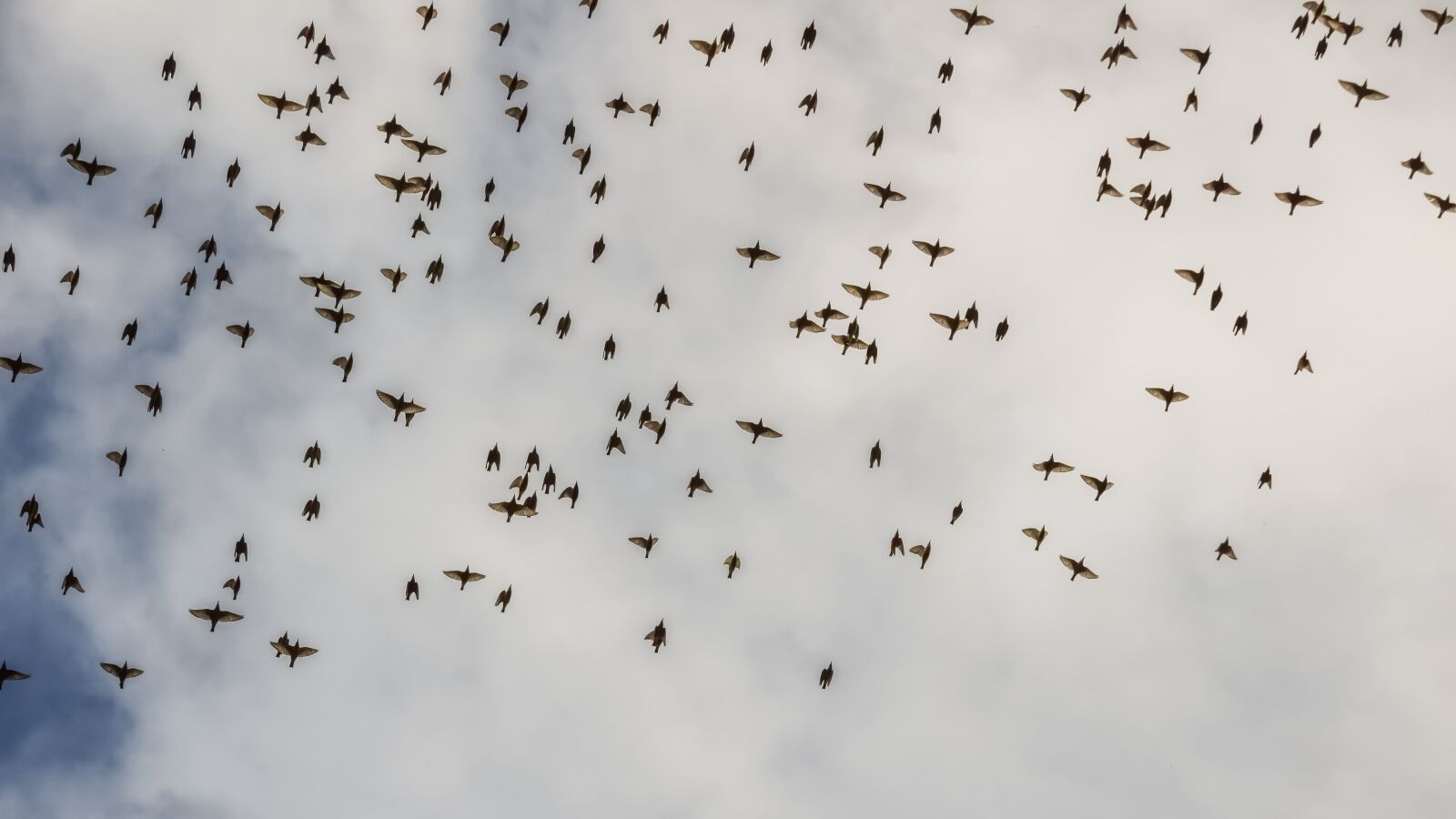 Nikon D3300 sample photo. Birds, flock, wildlife photography