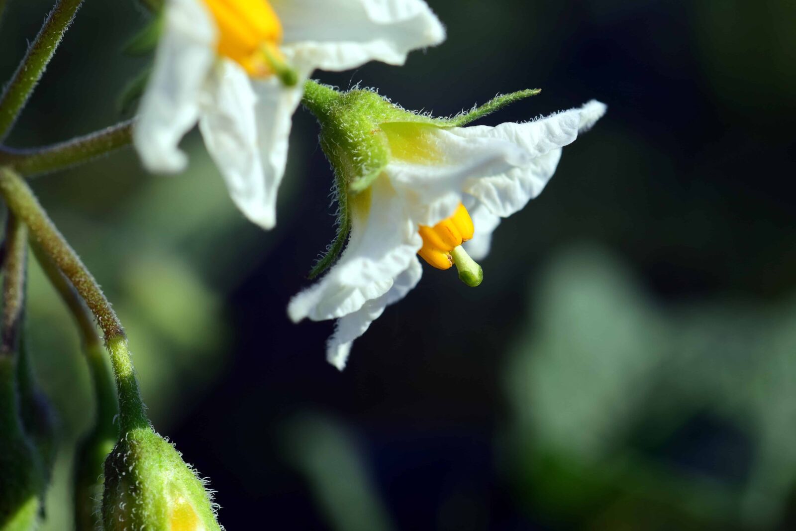 Nikon D3300 sample photo. Leaf, flower, nature, flora photography