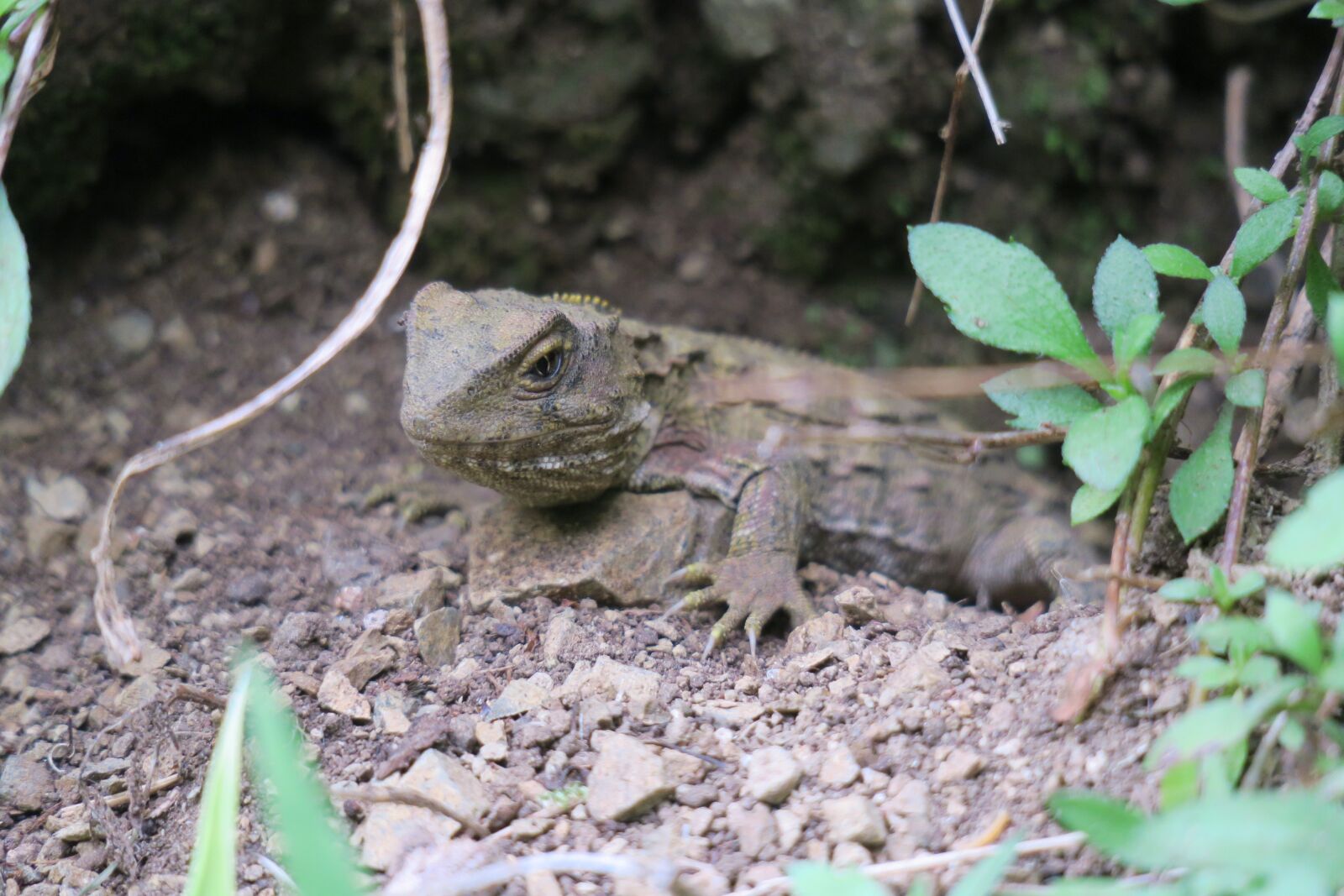 Canon PowerShot G3 X sample photo. Nature, animal, wildlife photography
