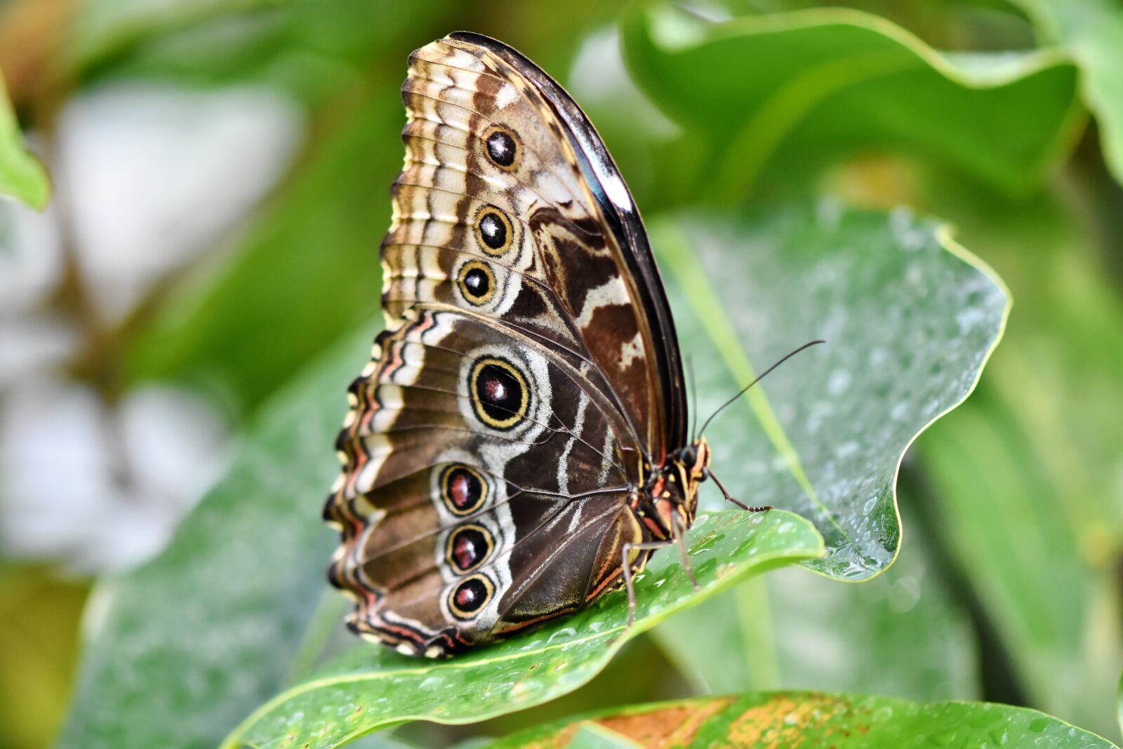 Nikon D7200 sample photo. Butterfly, tropical butterfly, exotic photography