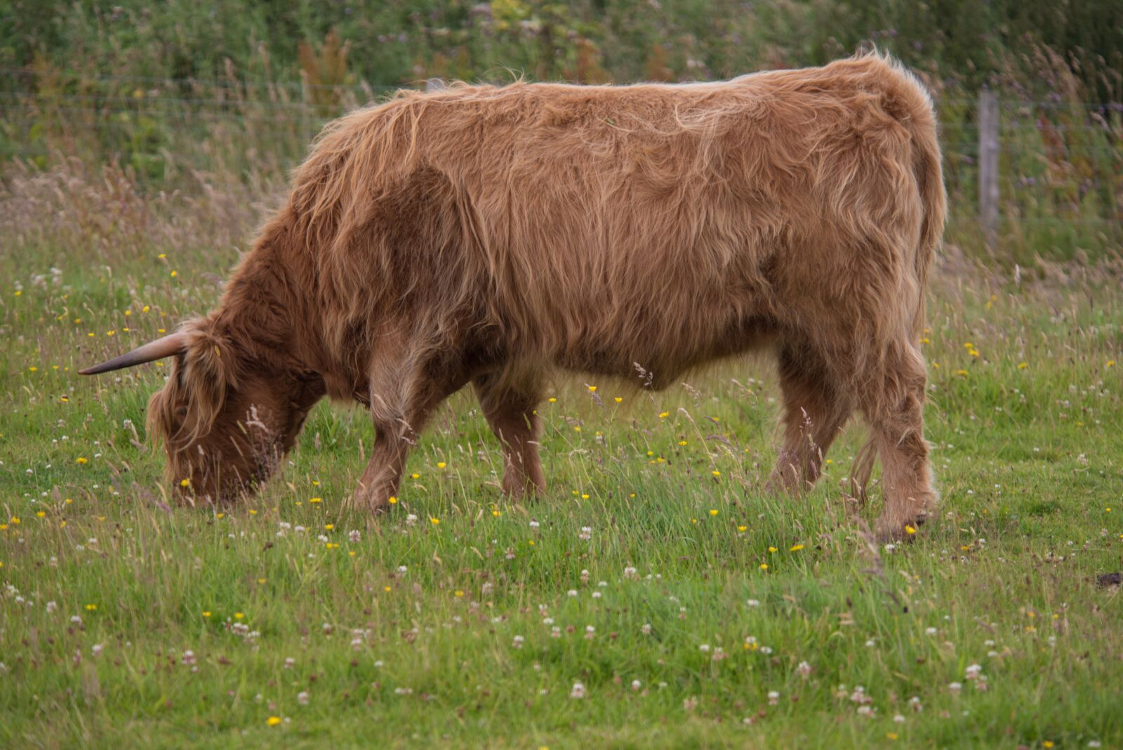 Nikon D750 sample photo. Highland-rinder, beef, cow photography