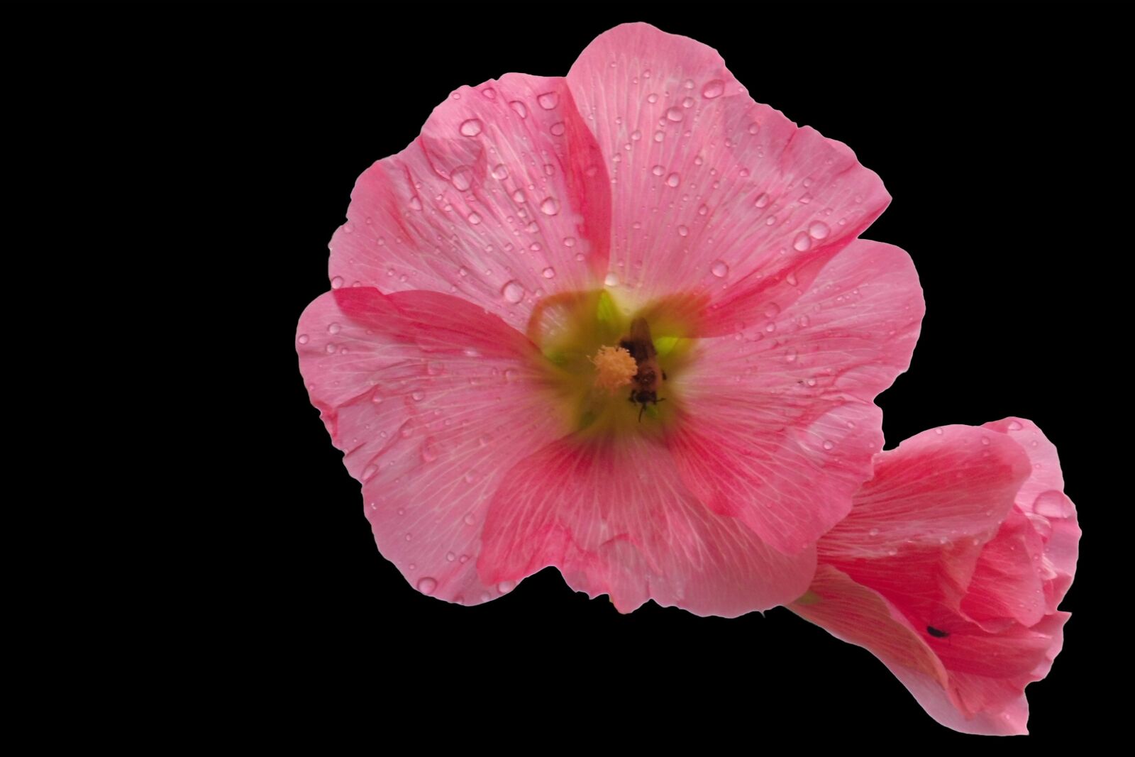MEDION MD86827 sample photo. Mallow, blossom, bloom photography