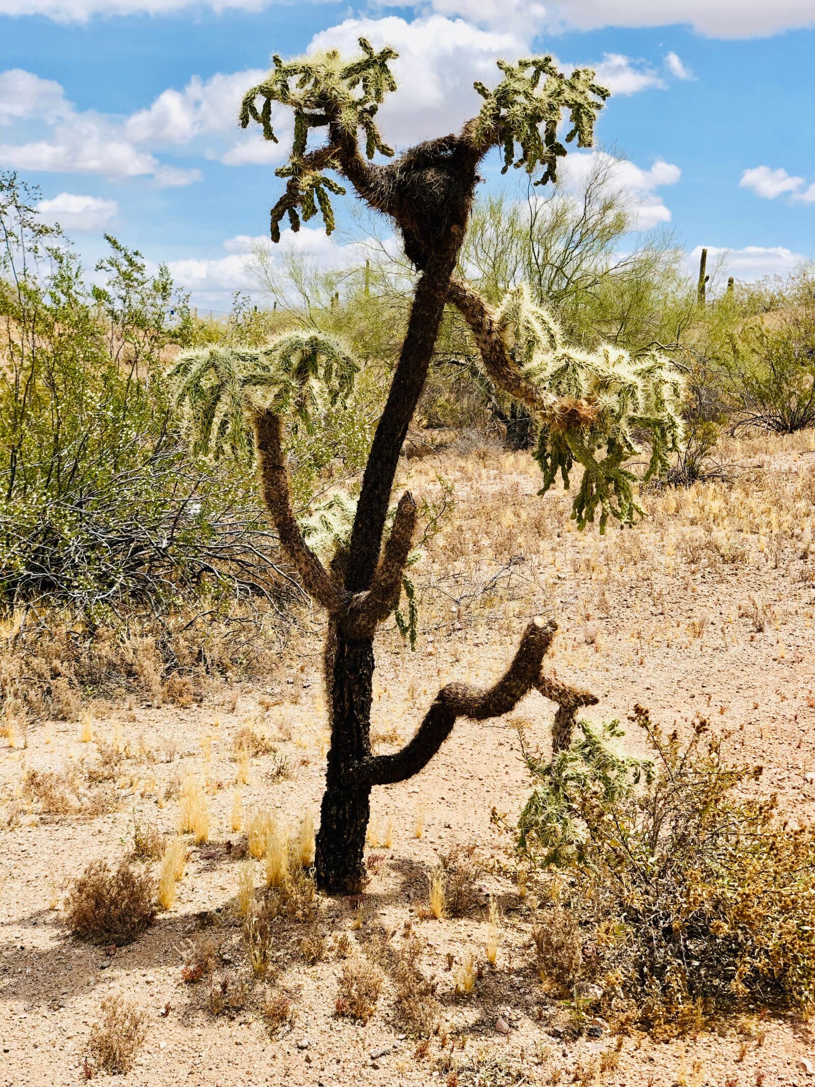 iPhone X back dual camera 6mm f/2.4 sample photo. Desert, growth, cactus photography