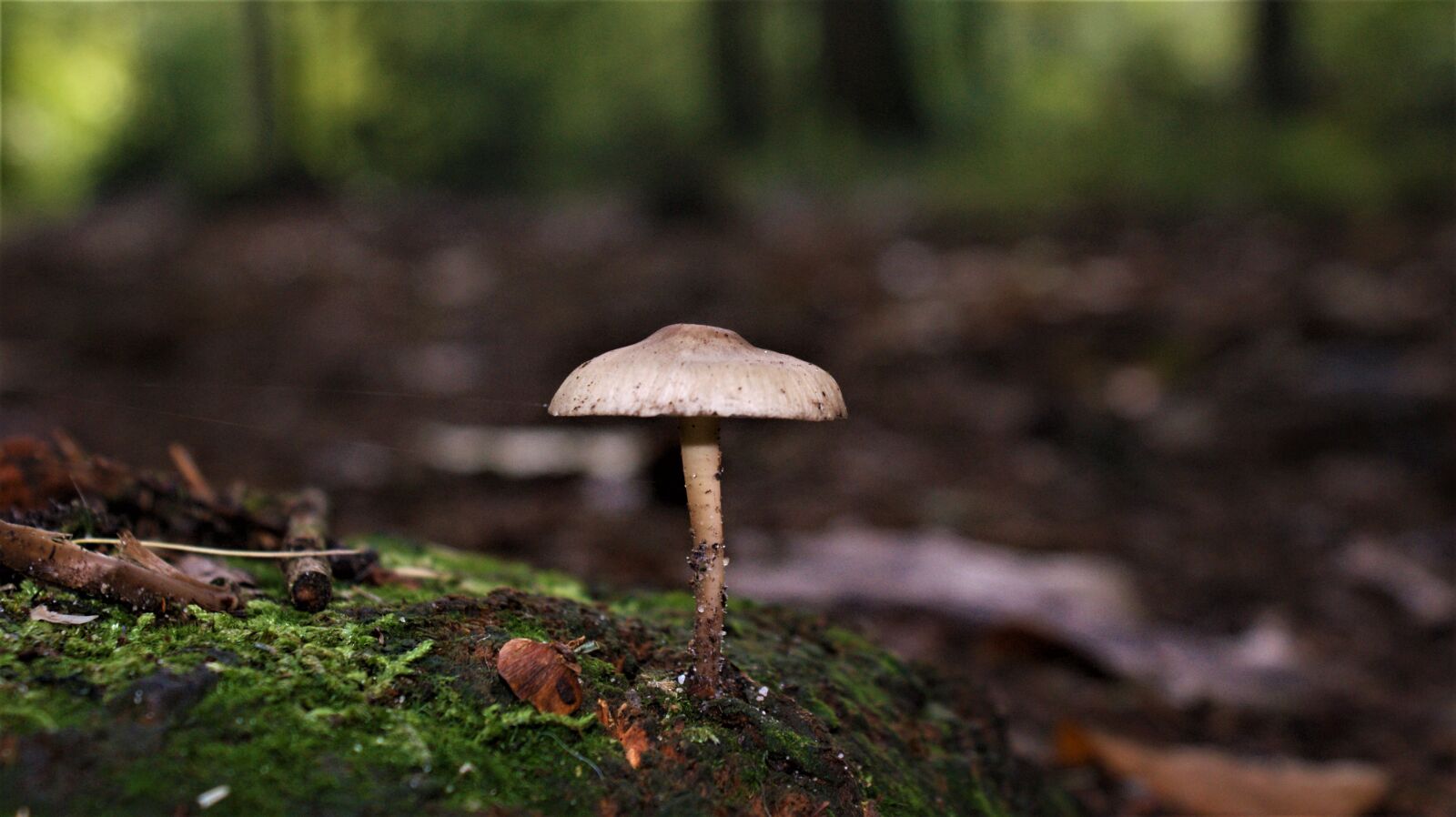 Sony Alpha DSLR-A350 sample photo. Outdoor, mushroom, landscape photography