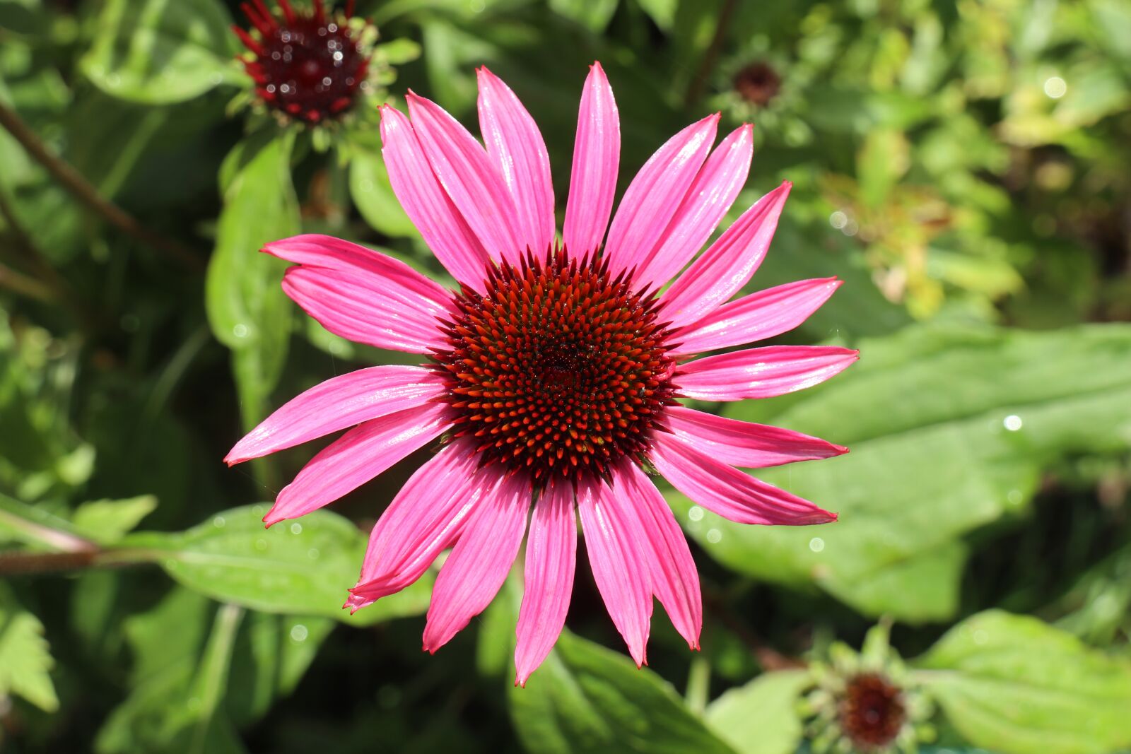 Canon EOS M6 sample photo. Summer, garden, flowers photography