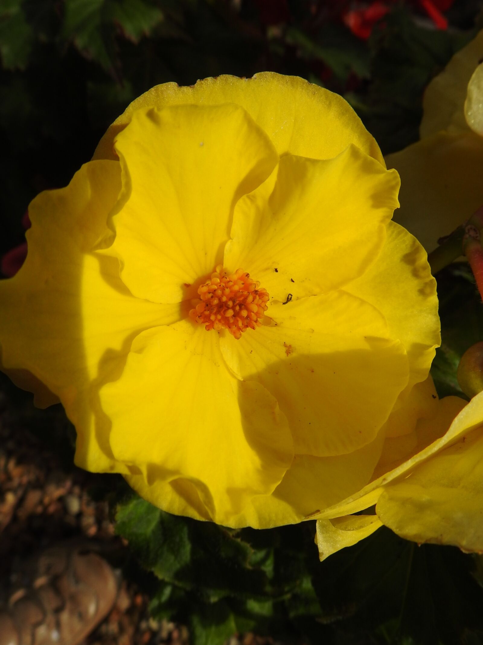 Nikon Coolpix P900 sample photo. Botany, yellow flower, plants photography