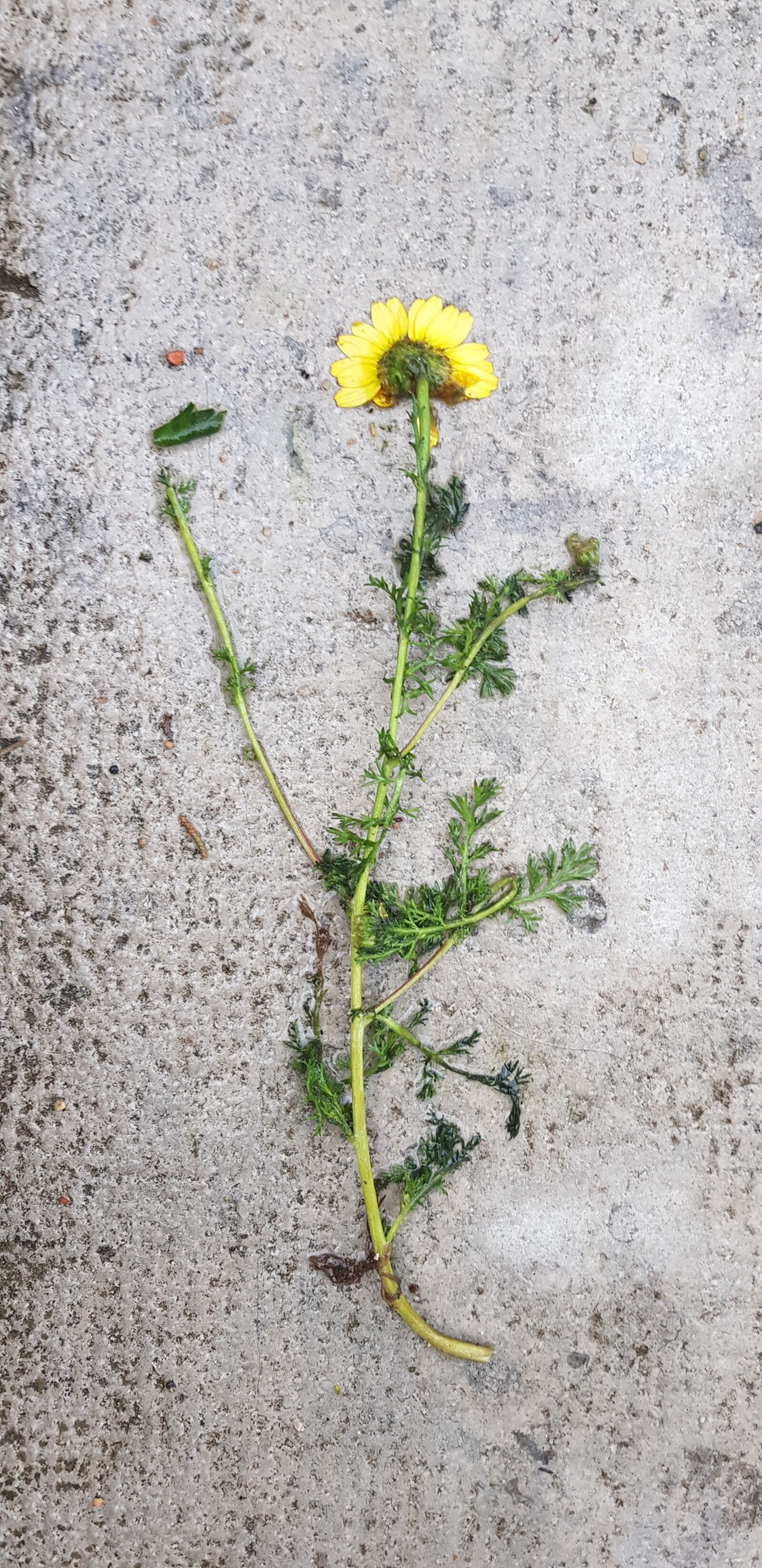 Samsung Galaxy S8 sample photo. Flower, plant, nature photography
