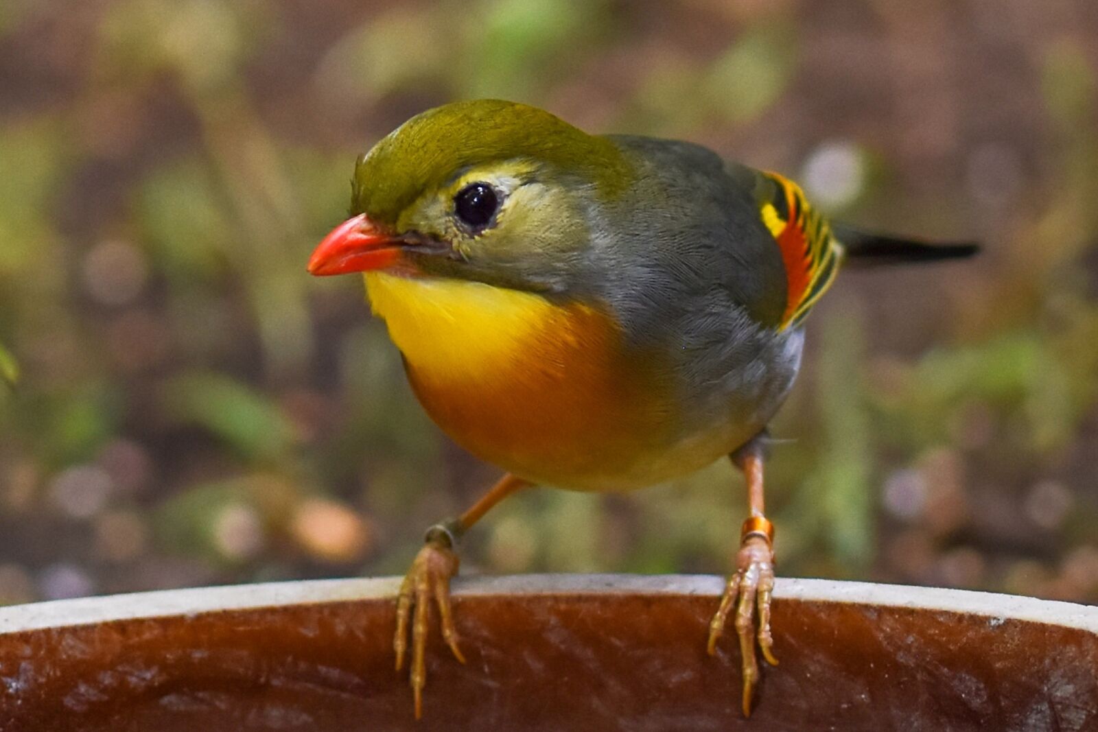 Nikon D5500 sample photo. The chinese nightingale, zoo photography
