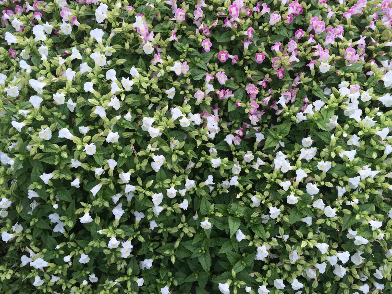 iPhone 5s back camera 4.15mm f/2.2 sample photo. Flowers, white, floret photography