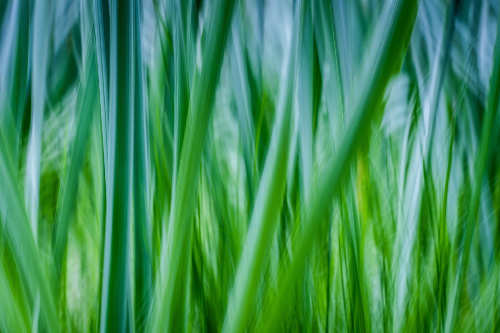 Nikon D810 sample photo. Grass, stalks, green photography
