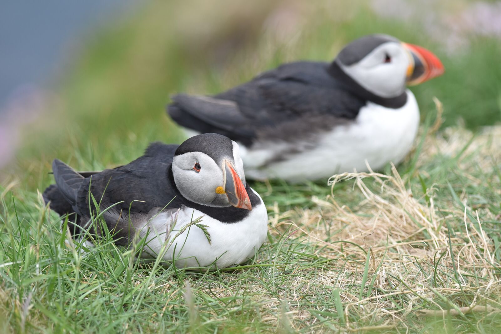 Nikon D5500 sample photo. Puffin, bird, nature photography