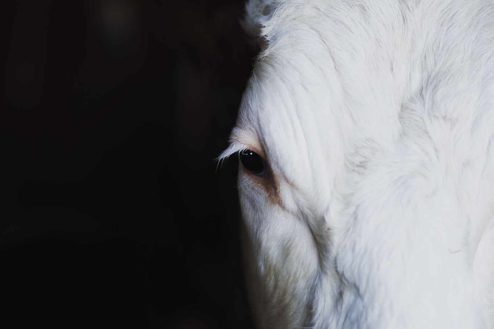 Canon EF 85mm F1.8 USM sample photo. Animal, face, close, up photography