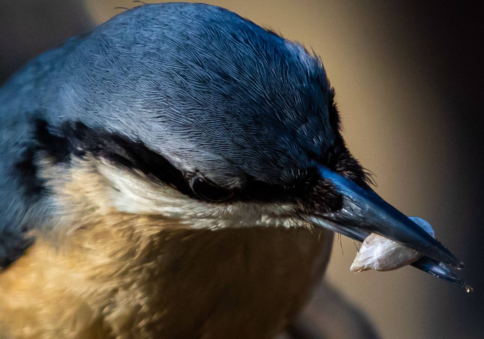 Canon EOS 7D Mark II sample photo. Nuthatch close up, nuthatch photography