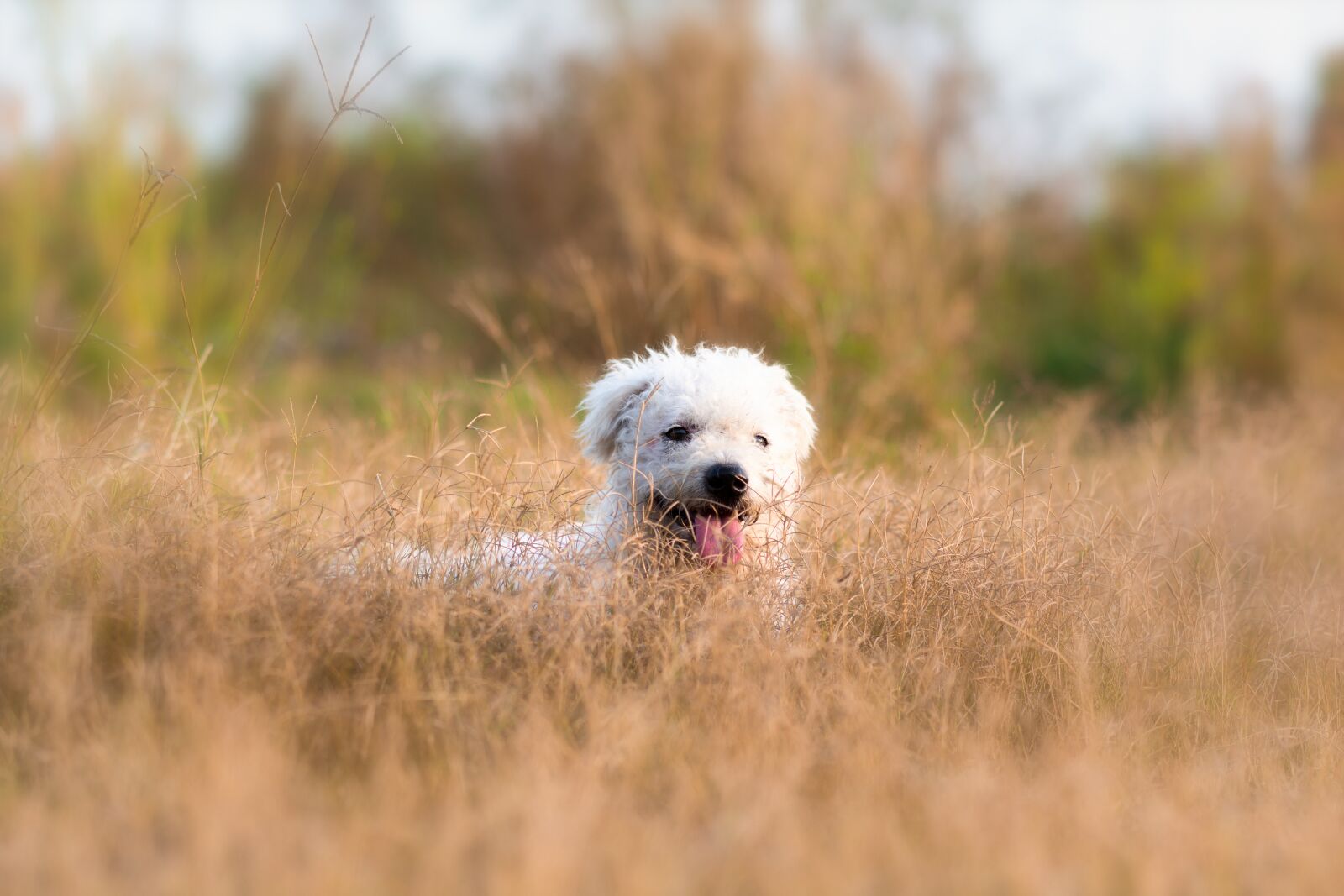 Nikon D7100 sample photo. Dog, pet, puppy photography