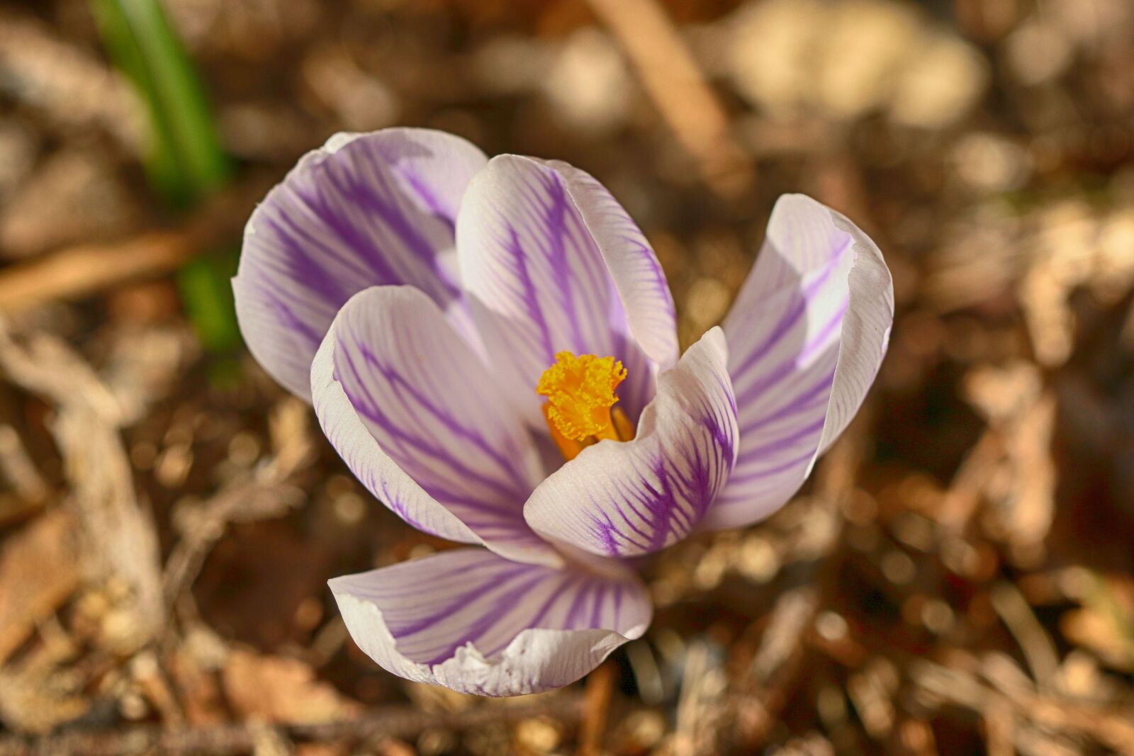 Canon EF 100mm F2.8L Macro IS USM sample photo. Crocus, nature, flower photography