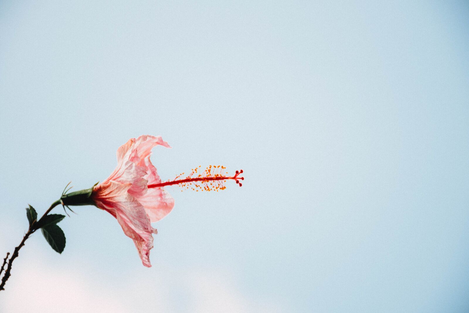 Nikon D7200 sample photo. Flower, winter, pink photography