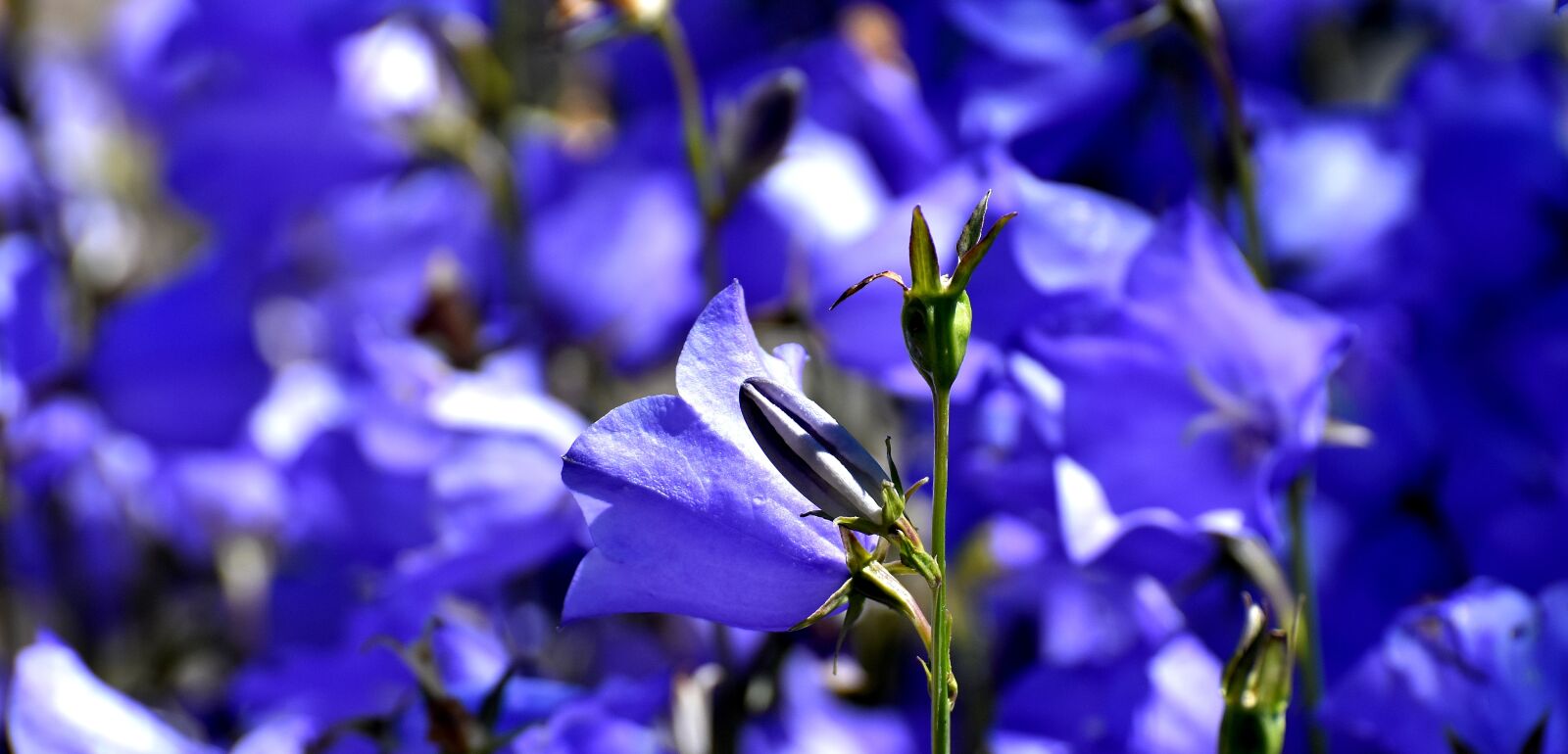 Nikon D7200 sample photo. Flowers, summer, blue photography