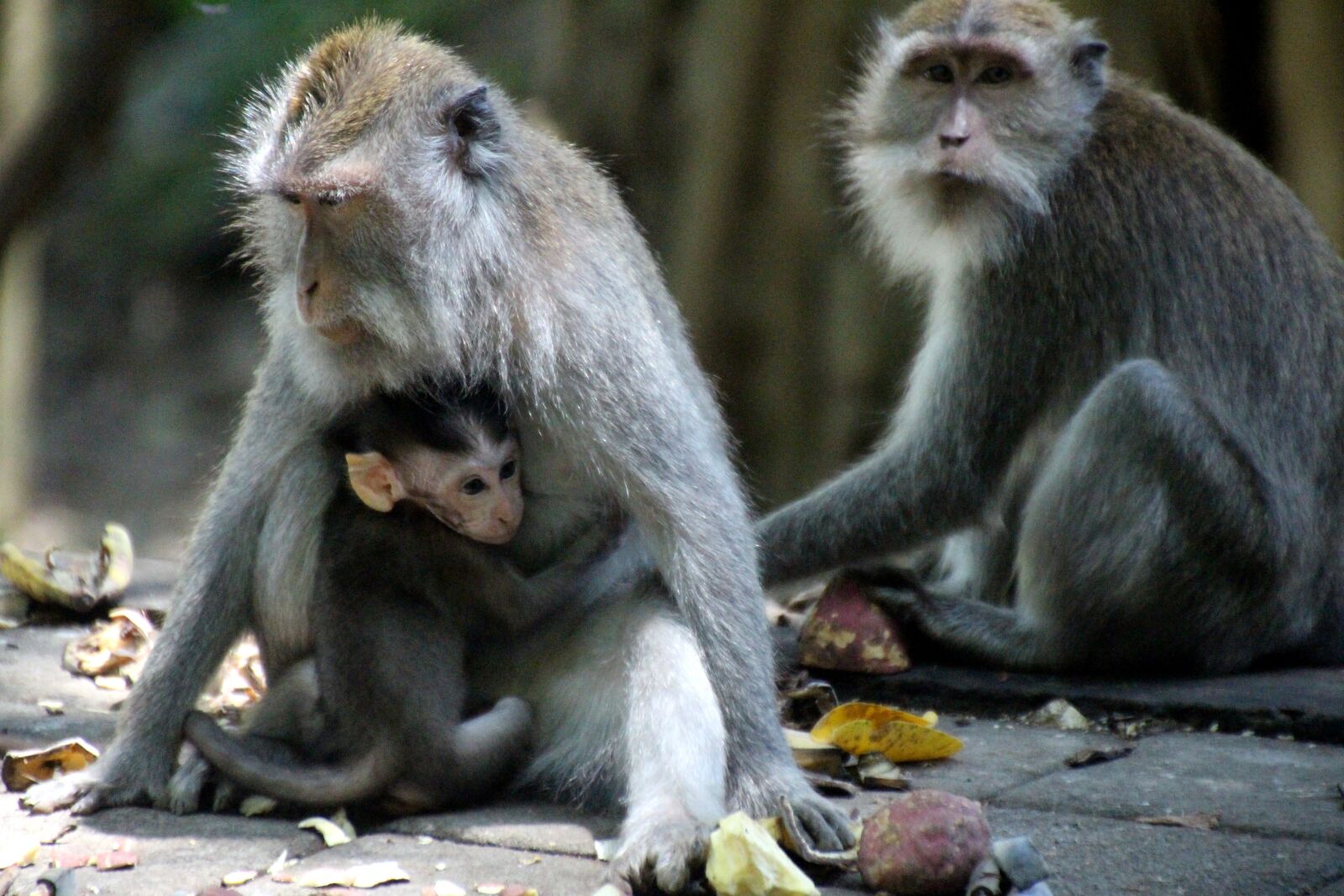 Canon EOS 700D (EOS Rebel T5i / EOS Kiss X7i) sample photo. Monkey family, monkey baby photography