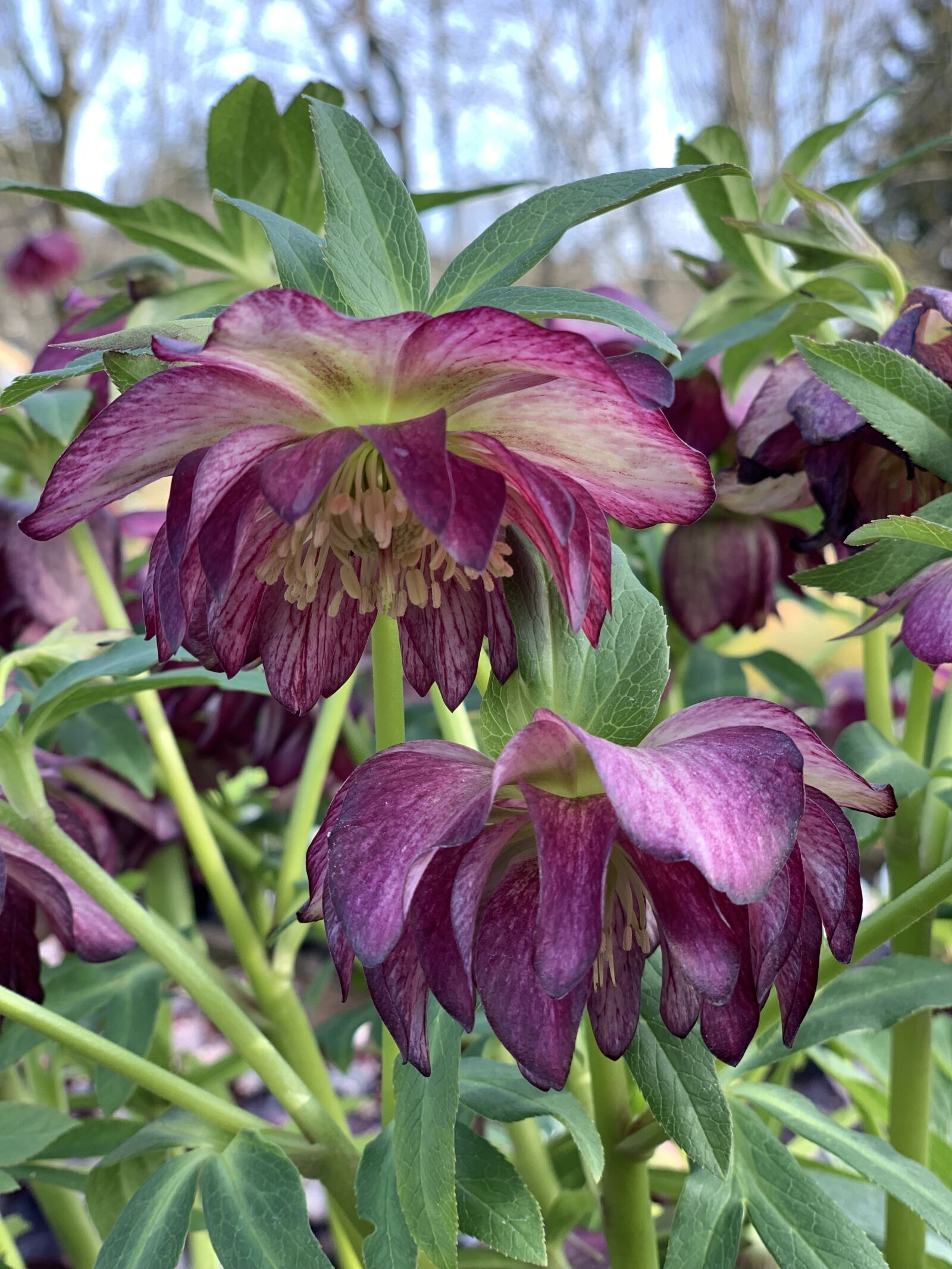 iPhone XS back dual camera 6mm f/2.4 sample photo. Hellebore, winter, flower photography