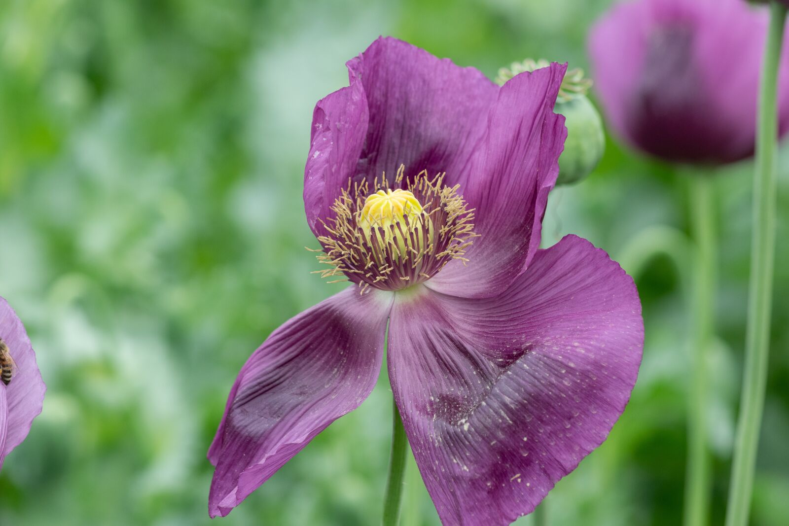 Nikon D3300 sample photo. Poppy, flower, flora photography
