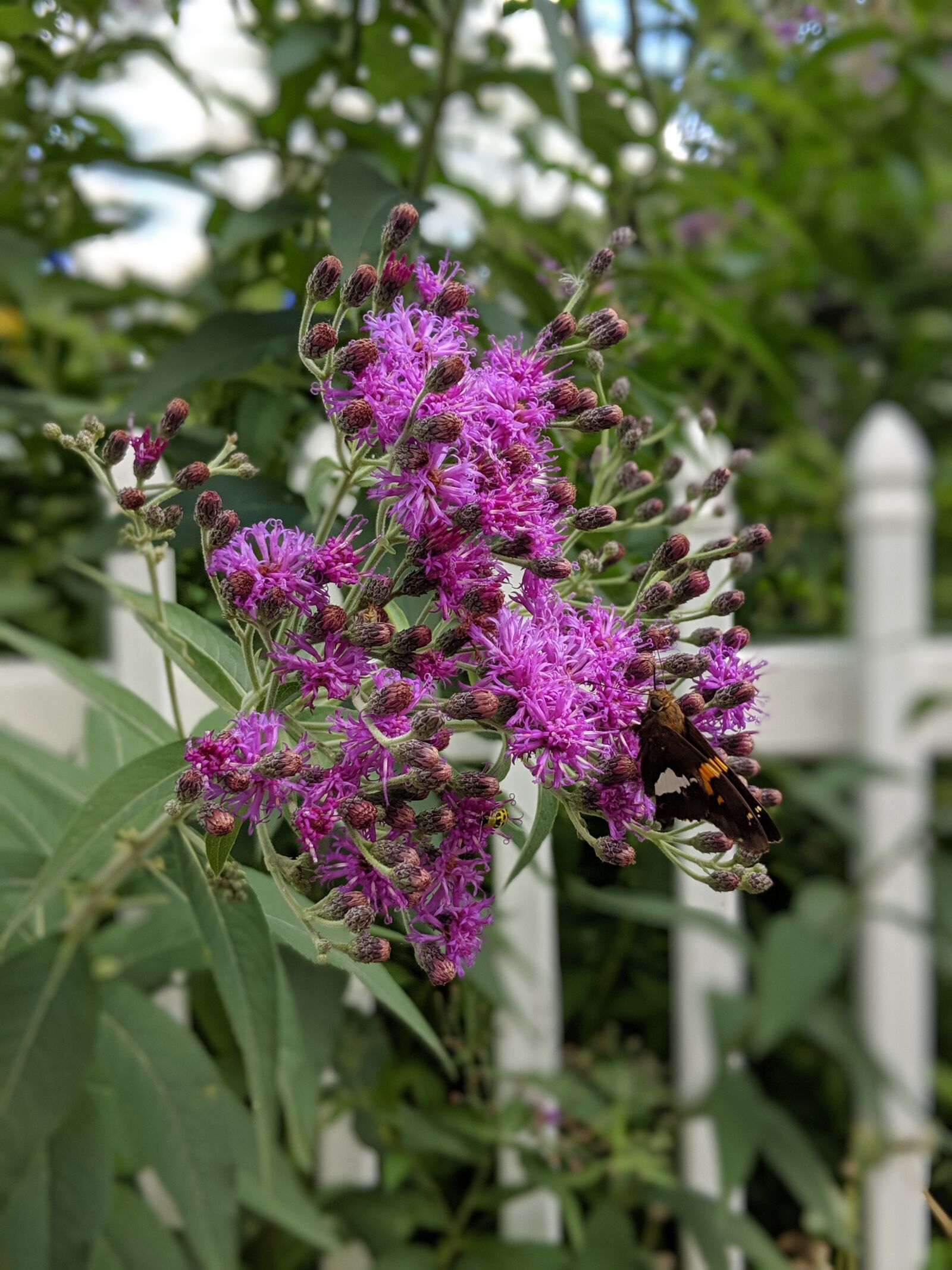 Google Pixel 2 sample photo. Flower, butterfly, fence photography