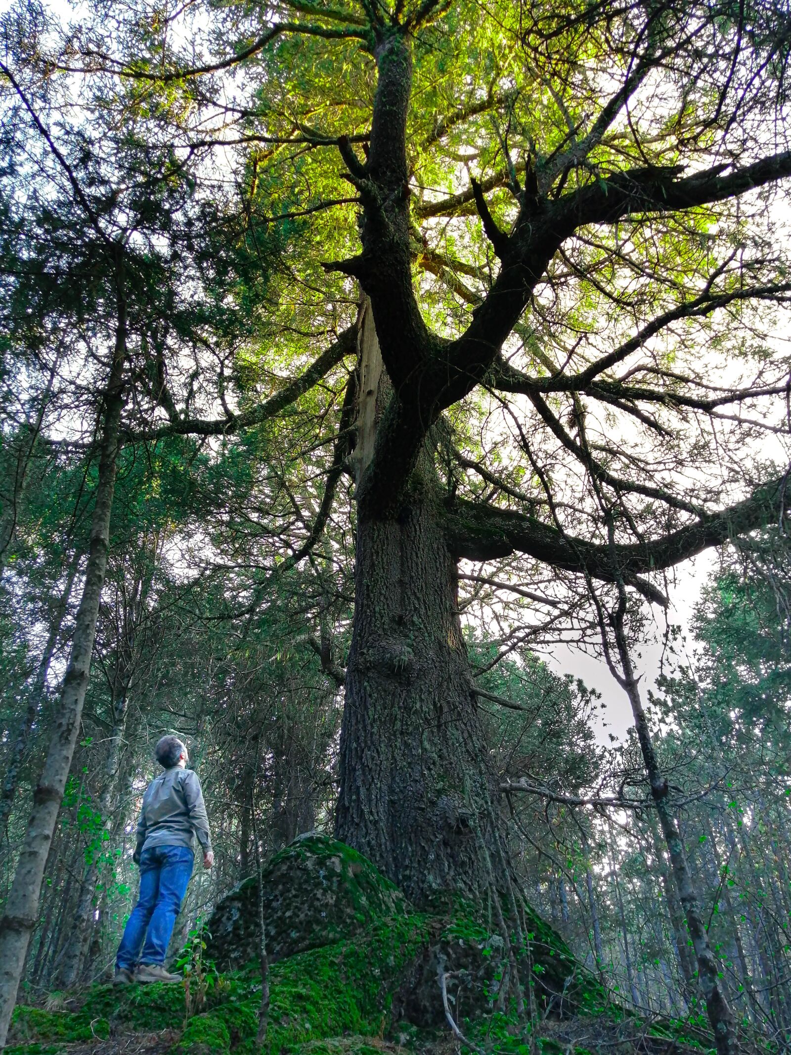 HUAWEI P30 LITE sample photo. Tree, nature, autumn photography