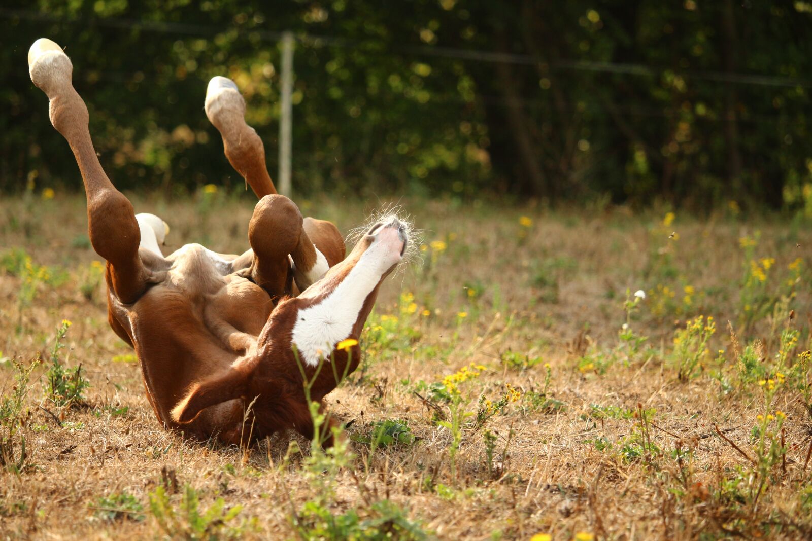 Canon EOS 100D (EOS Rebel SL1 / EOS Kiss X7) sample photo. Foal, horse, rolling photography