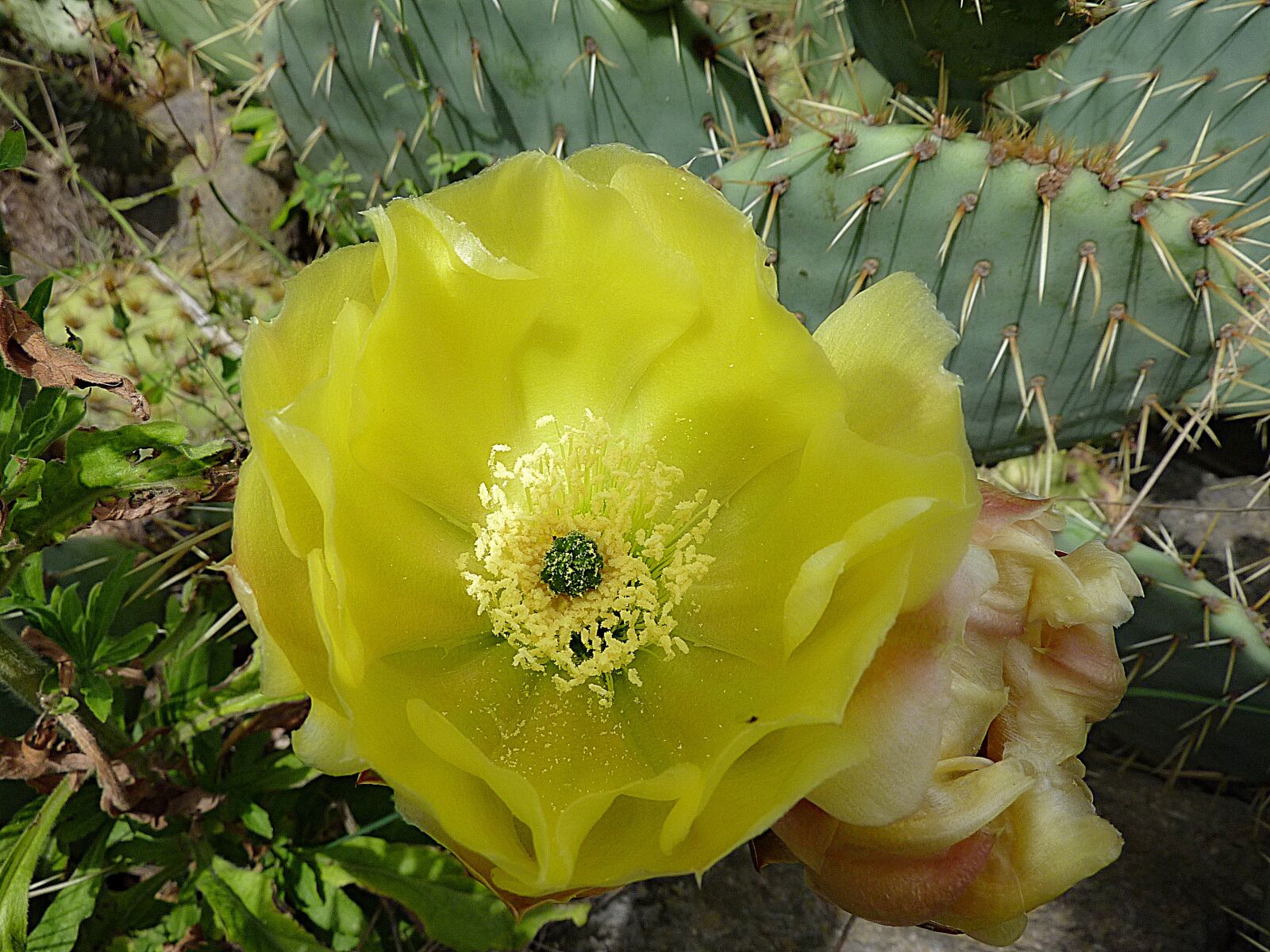 Panasonic DMC-TZ7 sample photo. Cactus, green, botany photography