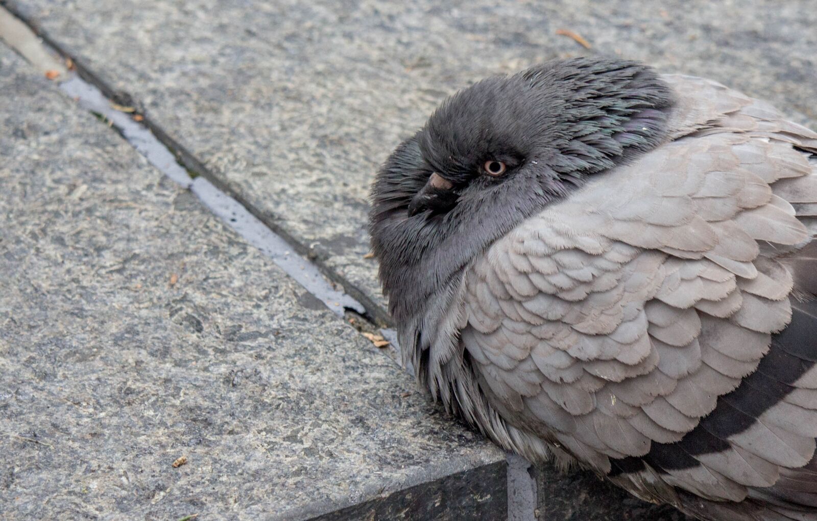 Canon EOS 700D (EOS Rebel T5i / EOS Kiss X7i) sample photo. Bird, nature, wildlife photography