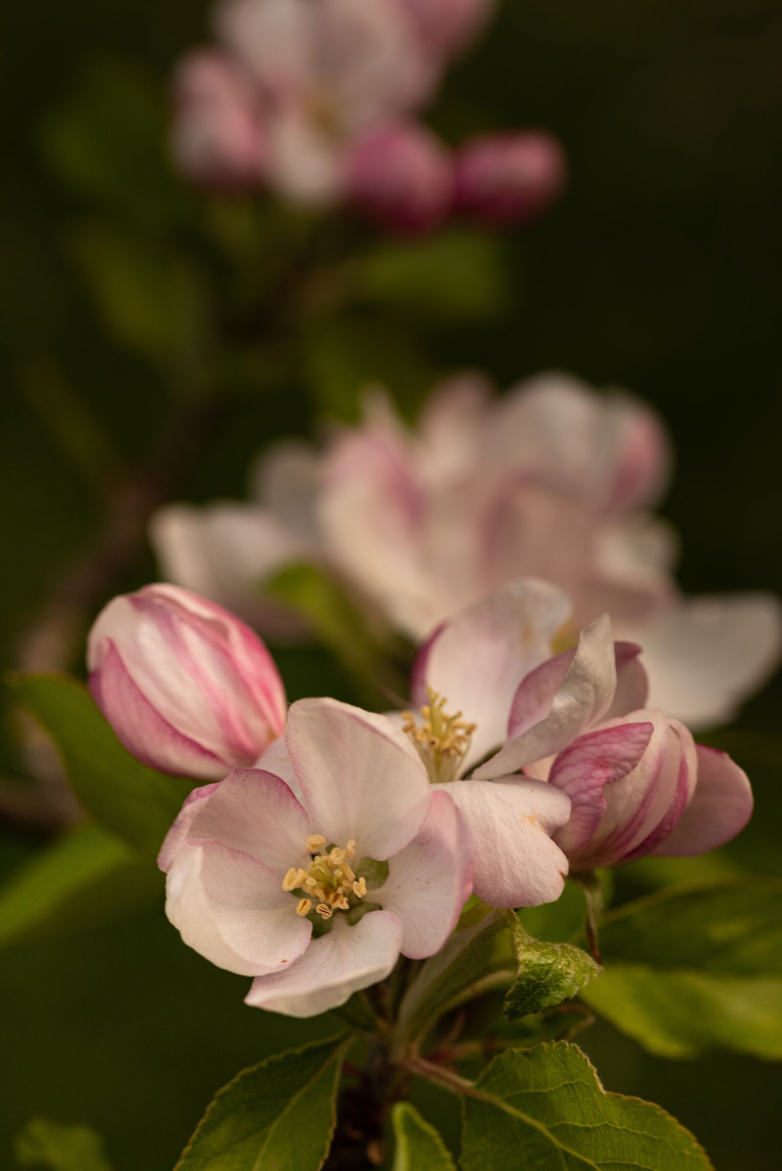 Nikon D810 sample photo. Apple blossom, flowers, spring photography