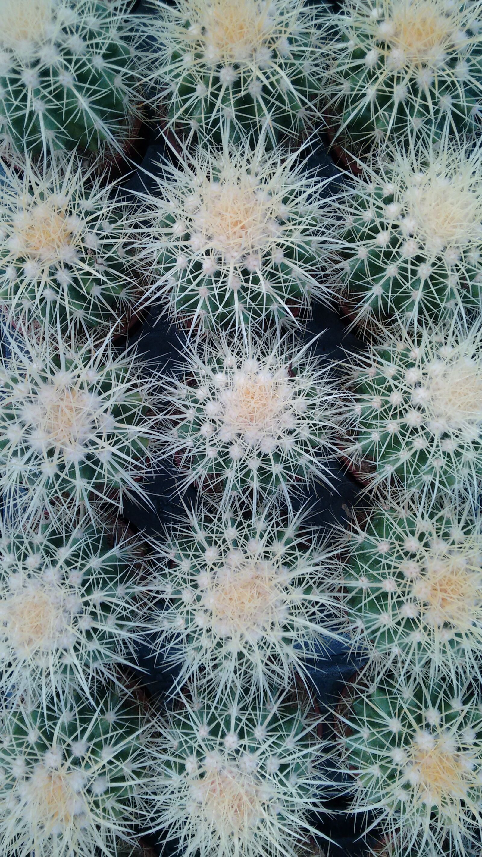 Motorola Moto G (2nd Gen) sample photo. Cactus, plant, nature photography