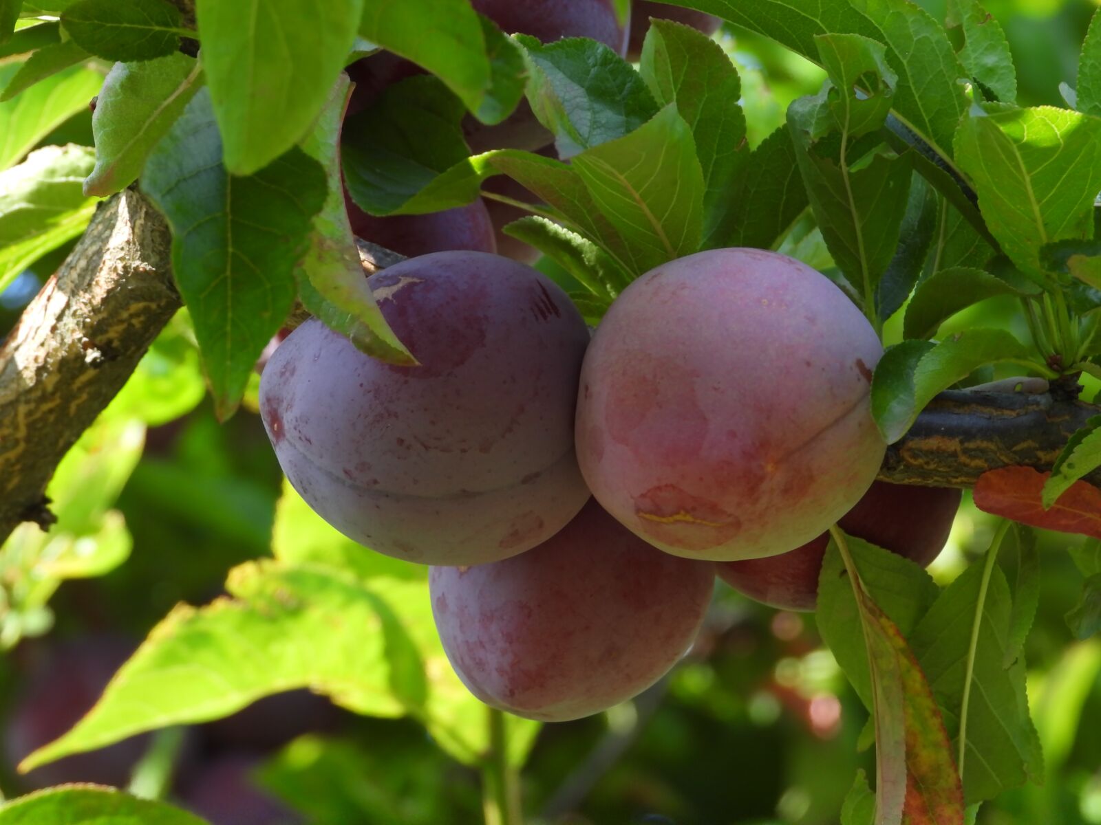 Nikon Coolpix P1000 sample photo. Plum, tree, garden photography