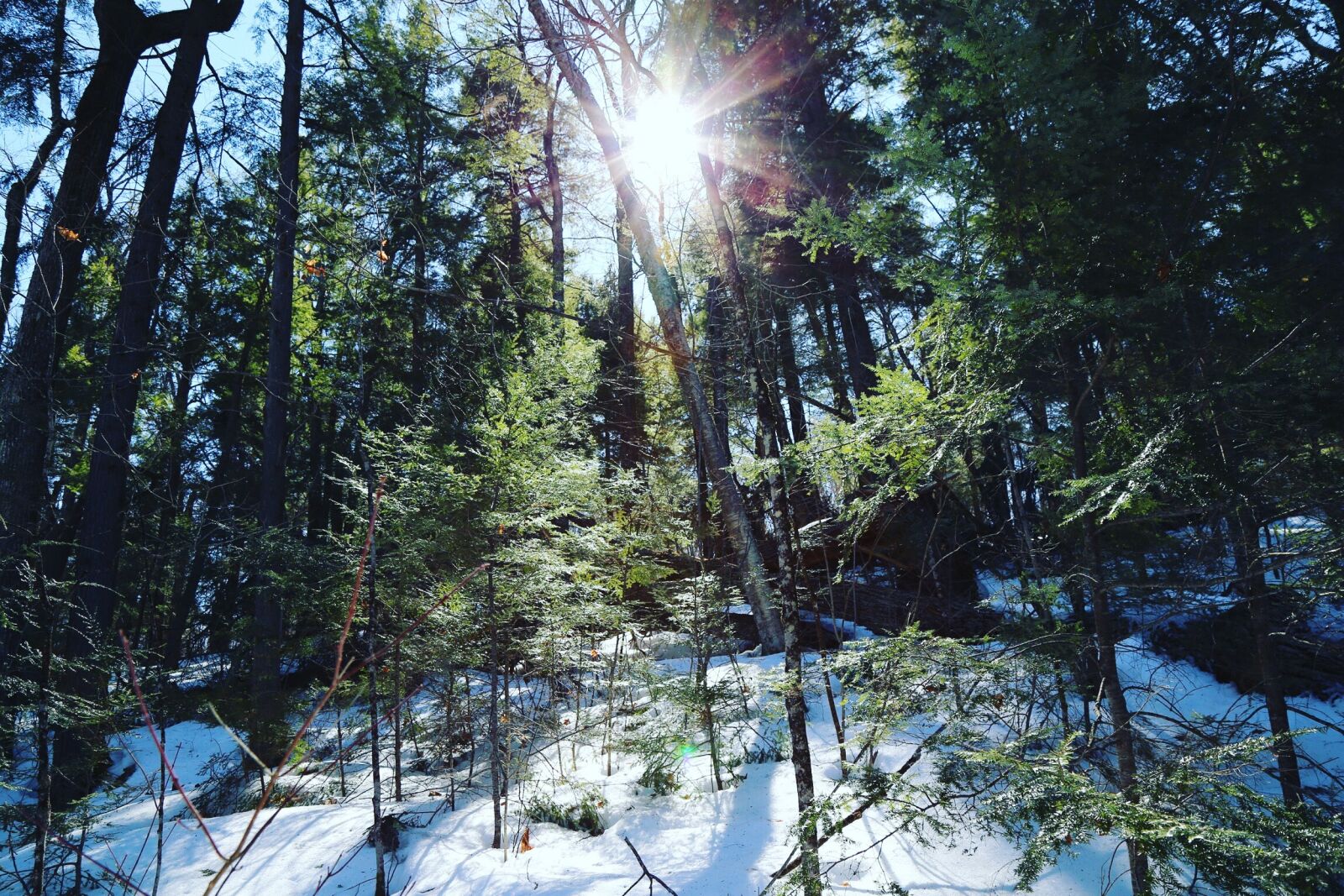 Canon EF 24-105mm F4L IS USM sample photo. Forest, green, trees photography