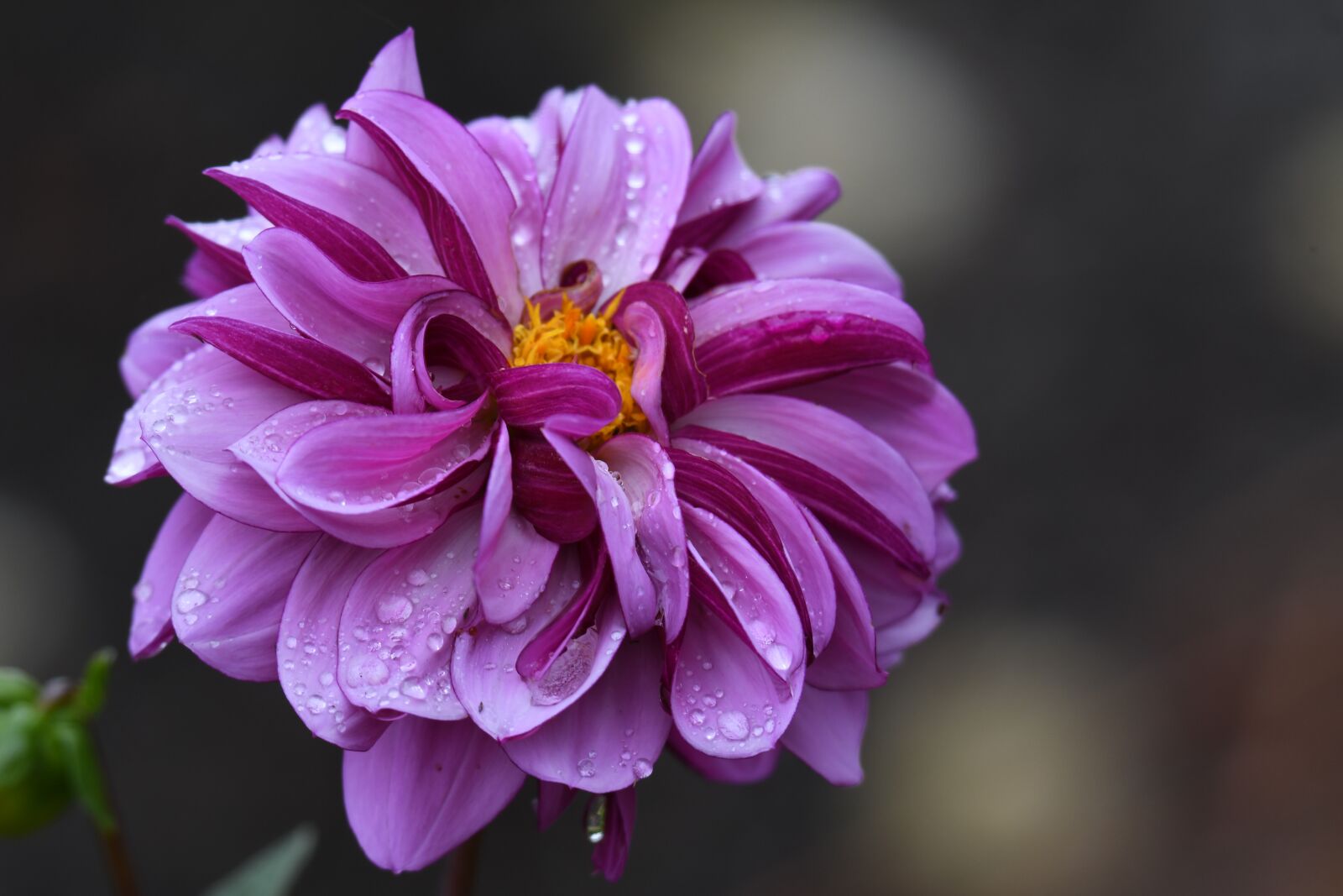 Nikon D500 sample photo. Dahlia, purple dahlia, morning photography