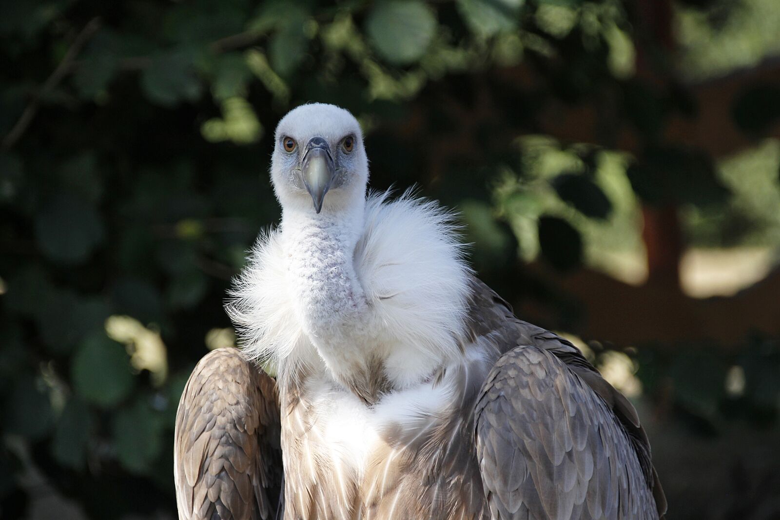Canon EOS 700D (EOS Rebel T5i / EOS Kiss X7i) sample photo. Vulture, griffon vulture, bird photography