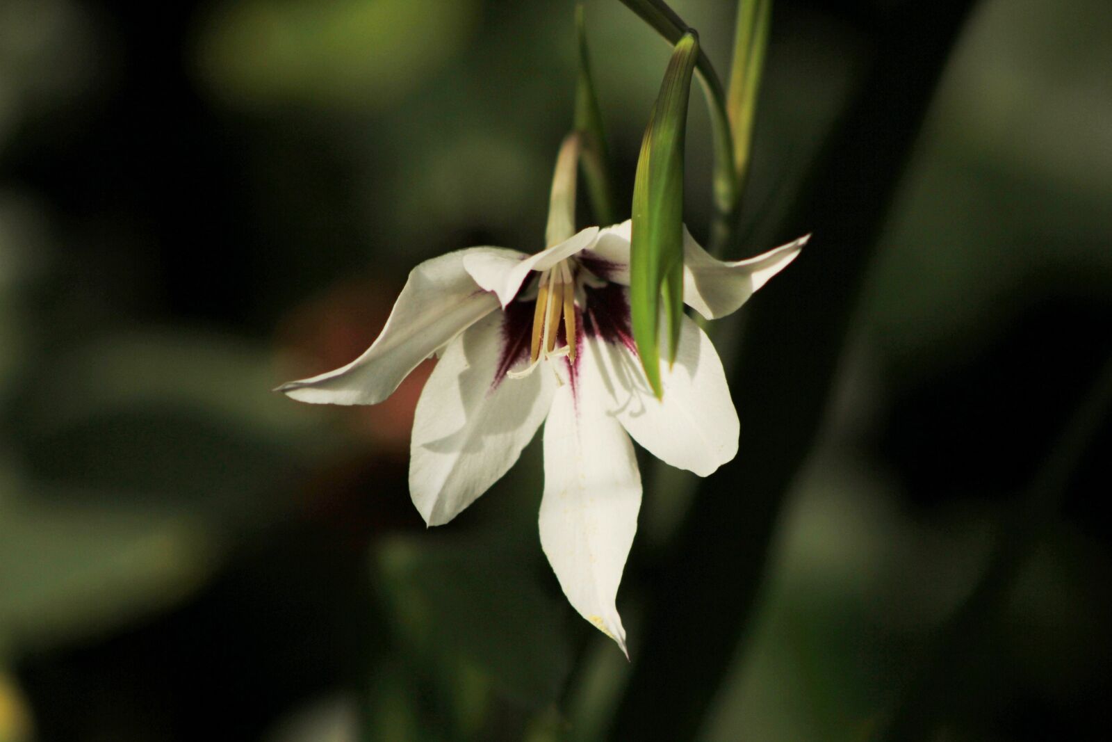 Canon EOS 600D (Rebel EOS T3i / EOS Kiss X5) sample photo. Gladiolus murielae, abyssinian gladiolus photography