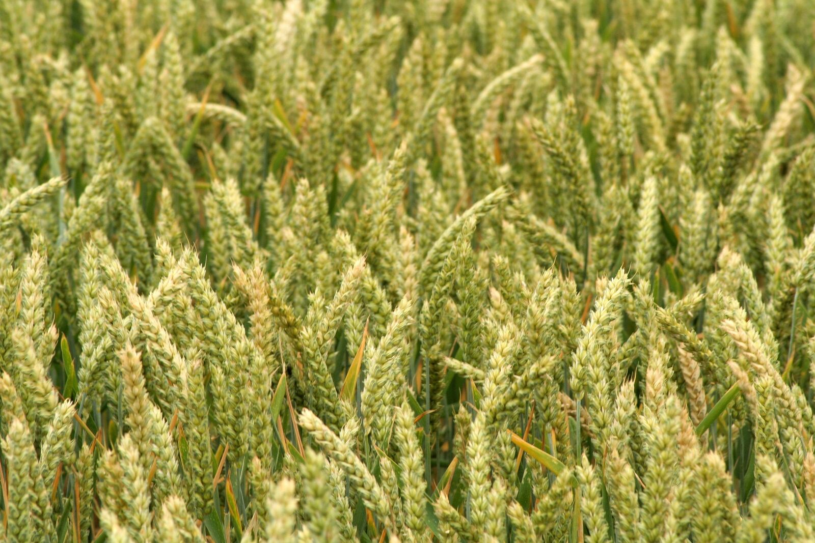 Canon EOS 350D (EOS Digital Rebel XT / EOS Kiss Digital N) sample photo. Grain, ear, cereals photography