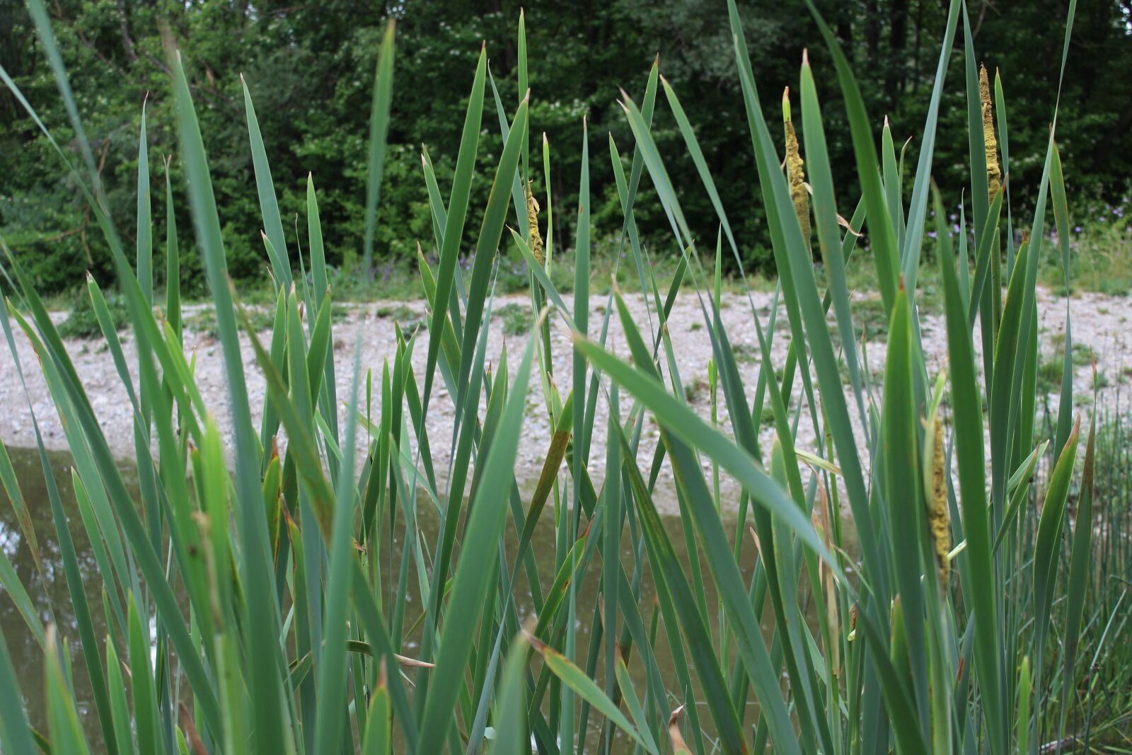 Canon EOS 1300D (EOS Rebel T6 / EOS Kiss X80) sample photo. Pond, reed, green photography