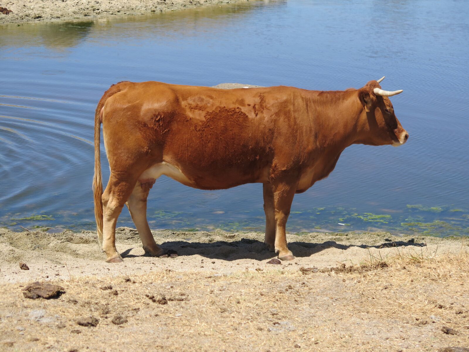 Canon PowerShot G16 sample photo. Cow, brown, livestock photography